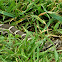 Rattle Snake