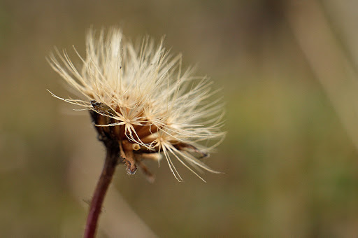 Leontodon saxatilis