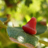 Oak galls