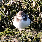 Ringed Plover