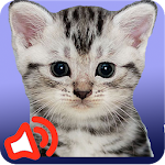 Cat sounds Apk