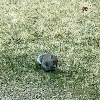 Eastern gray squirrel