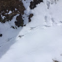 pheasant tracks