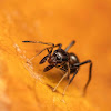 Ant mimicking spider