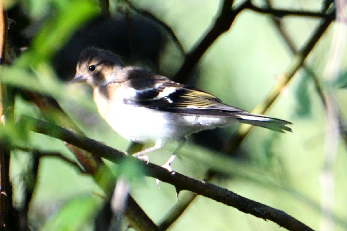 Common Chaffinch; Pinzón vulgar