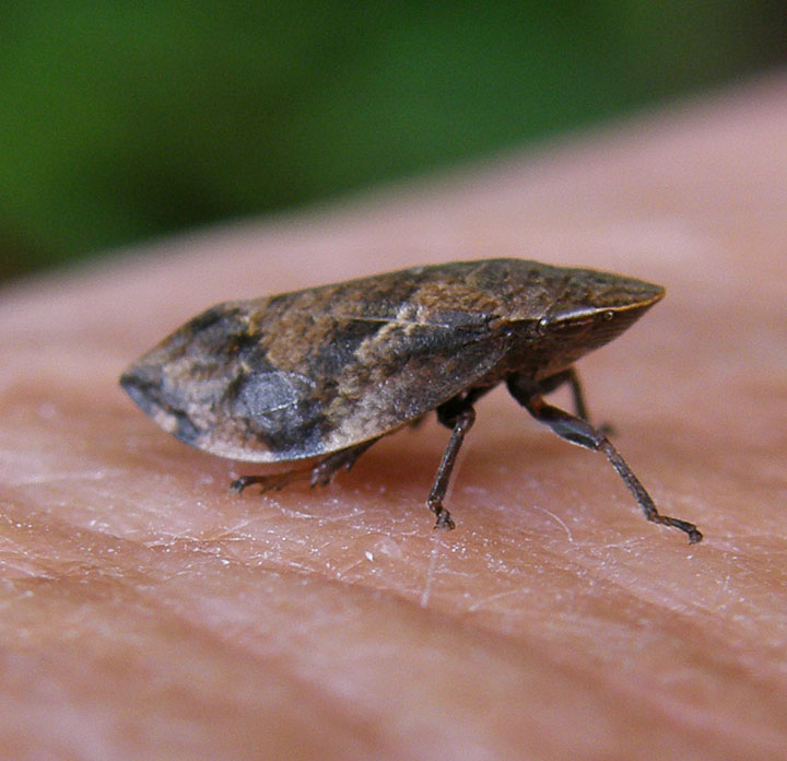 Diamondbacked Spittlebug