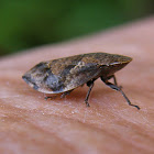 Diamondbacked Spittlebug