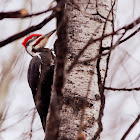 Pileated Woodpecker