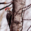 Pileated Woodpecker