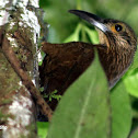 Trepatroncos gigante - Strong-billed woodcreeper