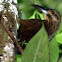 Trepatroncos gigante - Strong-billed woodcreeper