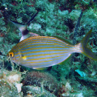 Salema porgy