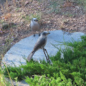 Canada jay