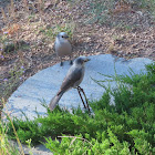 Canada jay