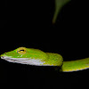 Vine Snake