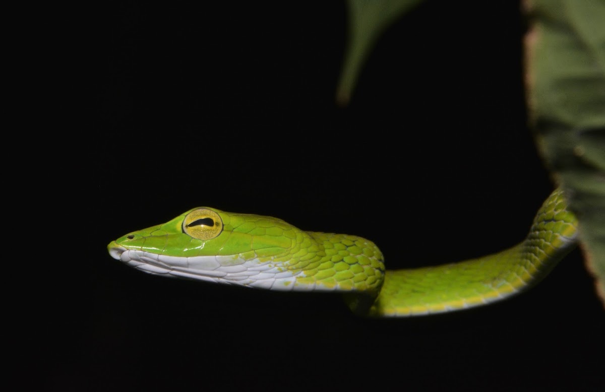 Vine Snake