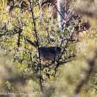 Sardinian Warbler; Curruca Cabicinegra