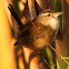 Marsh Wren