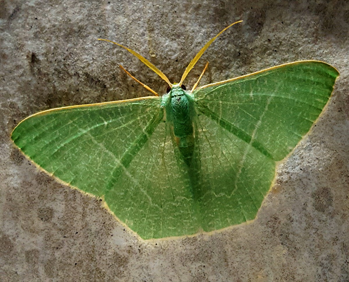 Mast-Tree Emerald