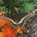 Black Swallowtail