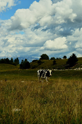 Al pascolo di meli_zampini_