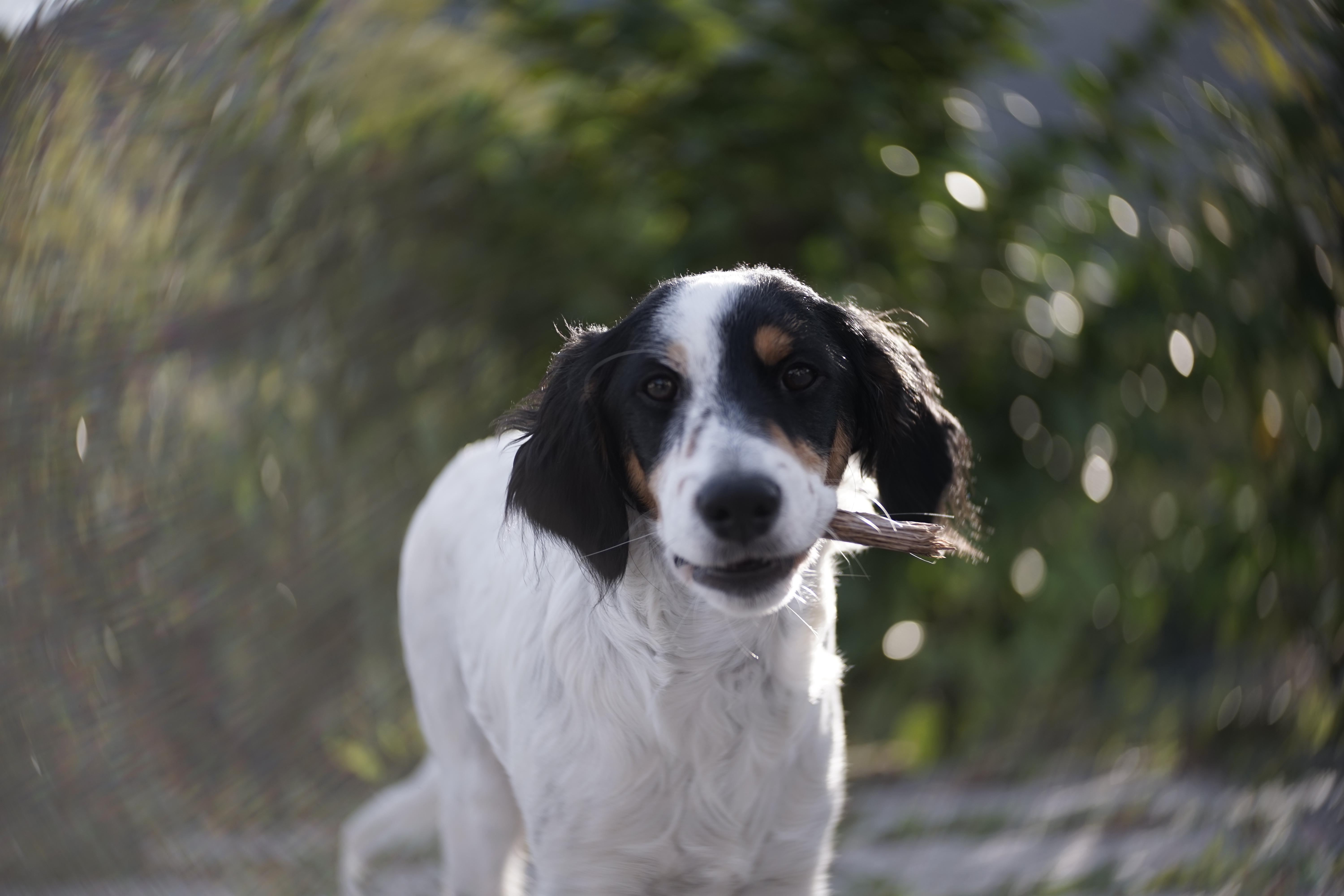 Bokeh dog di sararicci