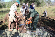 Wildlife vet Dr Mike Toft chops off the horn stump from a white rhino cow in Somkhanda Game Reserve in KwaZulu-Natal during another dehorning operation last week. 