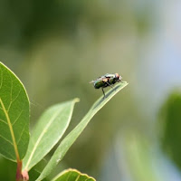 Un luccichio all'angolo di una foglia di 