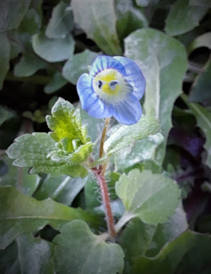 gli occhi di un FIORE di lallina75