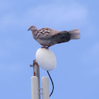 Eurasian Collared-Dove