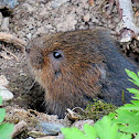 Northern Water Vole