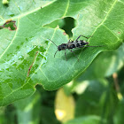 Longhorned Beetles