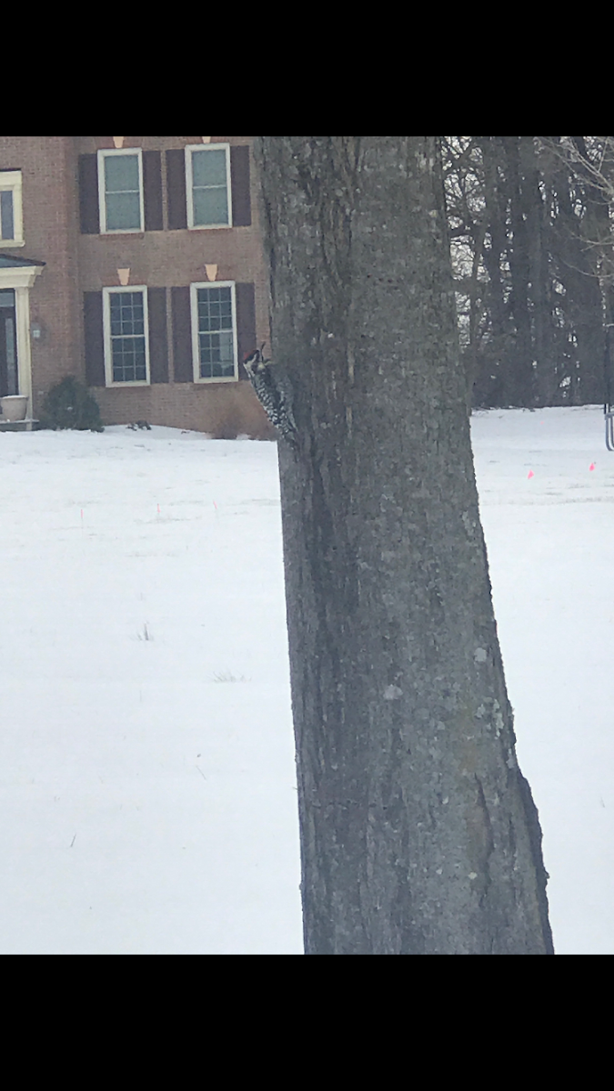 Yellow bellied sapsucker