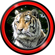 Tiger Live Wallpapers 1.4 Icon