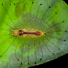 Stinging Slug Caterpillar