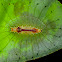 Stinging Slug Caterpillar