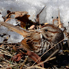 Song Sparrow