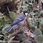 Great Tit; Carbonero Común