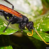 Tarantula Wasp