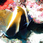 Phantom bannerfish