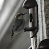 Brown-Headed Nuthatch