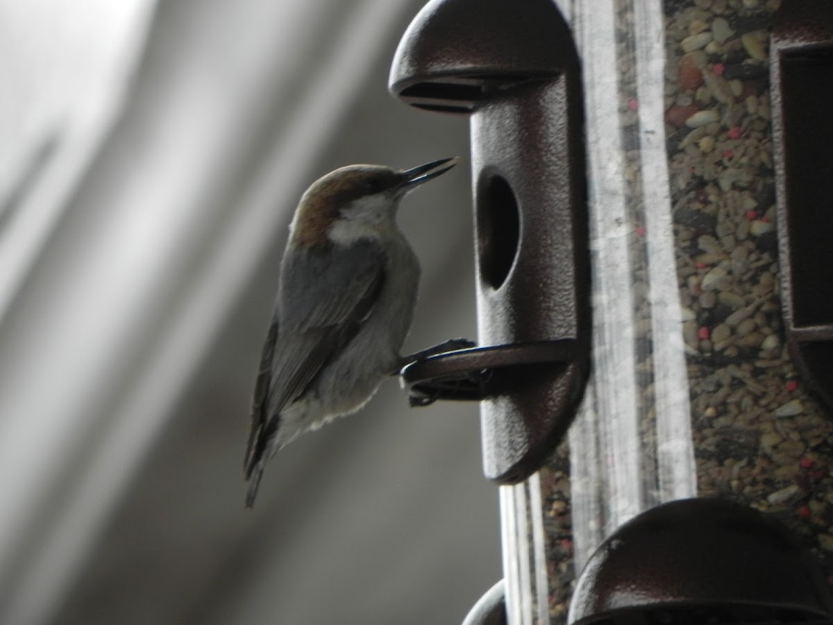 Brown-Headed Nuthatch