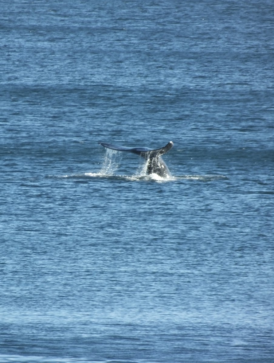 Gray whale