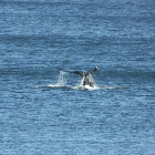 Gray whale