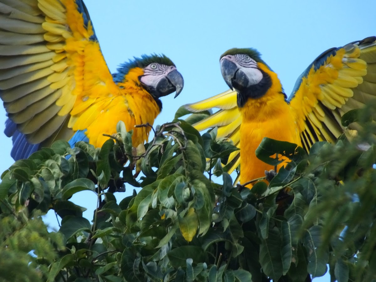 Blue and Yellow Macaws