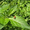 firebug nymph