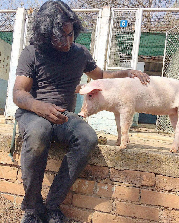 Babe the pig and her rescuer, Rekash Sinanin.