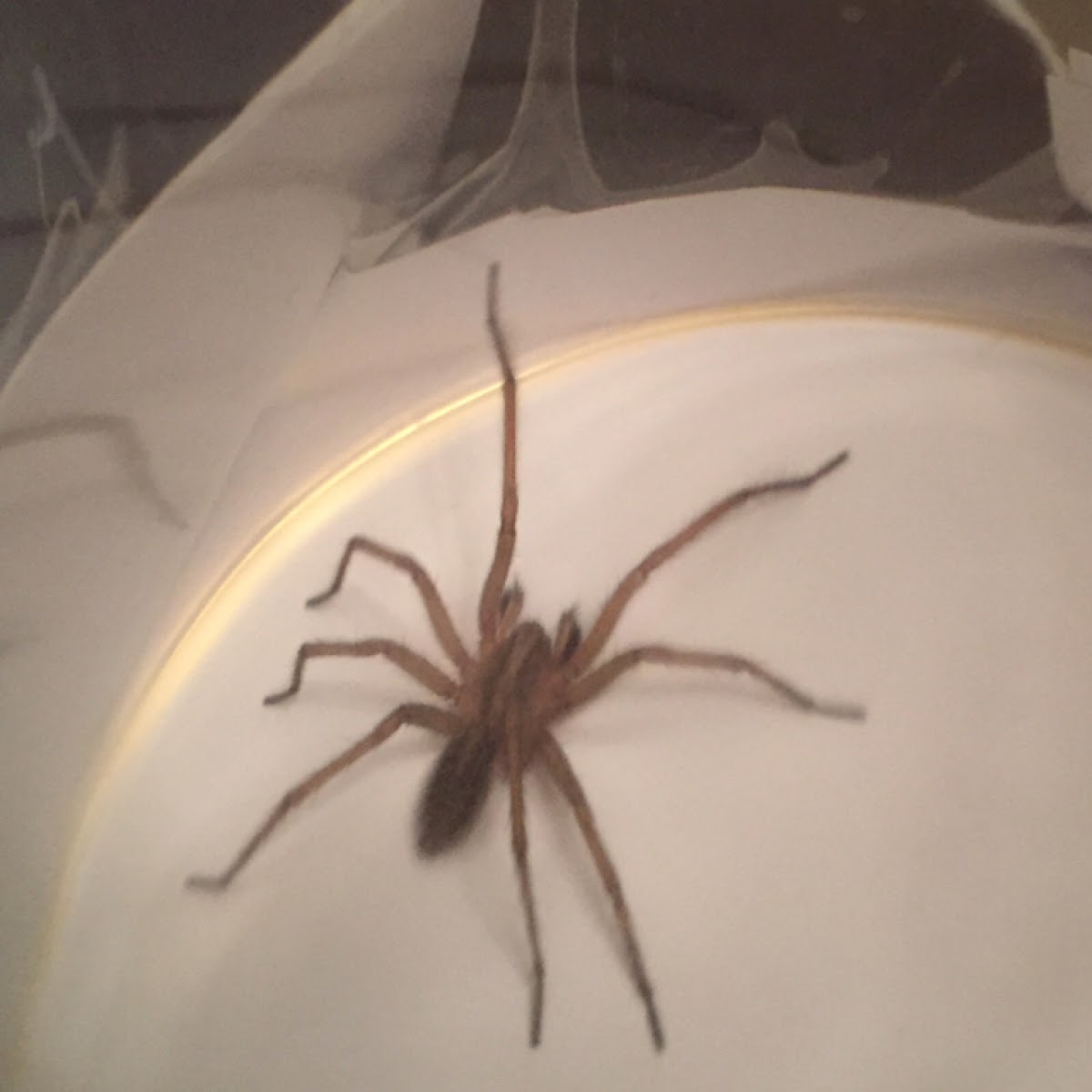 Giant House Spider