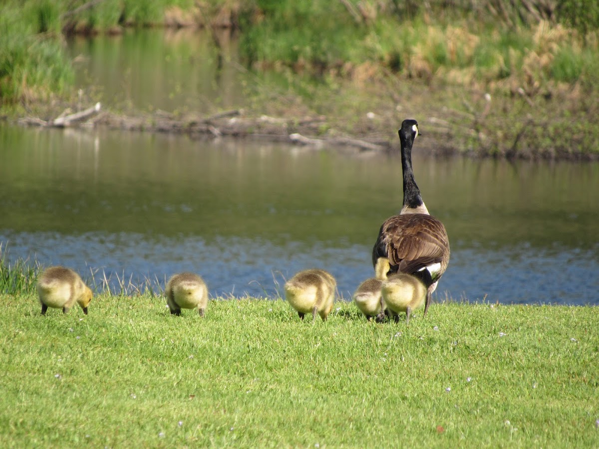 Canada goose