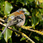 Chaffinch